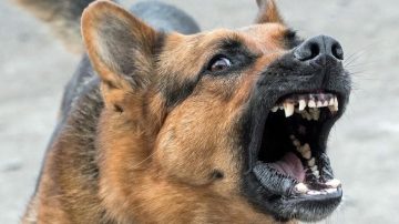 Menores fueron atacados por un perro en el barrio Sargento Cabral