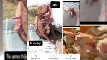 “Mi hijito perruno murió defendiéndonos”: una mujer denunció que asesinaron de tres puñaladas a su mascota