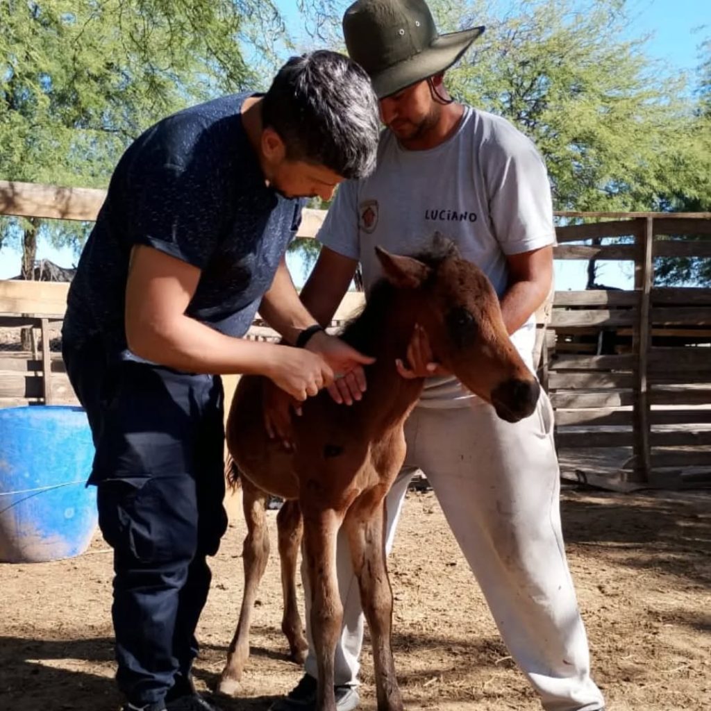 Conocé a “Pancho”, el potrillo que necesita de la solidaridad de todos nosotros