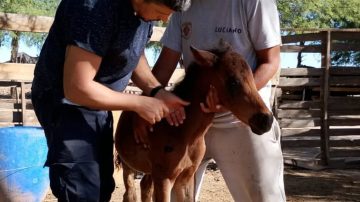 Conocé a “Pancho”, el potrillo que necesita de la solidaridad de todos nosotros