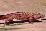 Modelame así: Una iguana sorprendió a una vecina que salió a realizar su caminata matutina