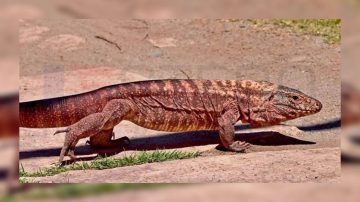 Modelame así: Una iguana sorprendió a una vecina que salió a realizar su caminata matutina