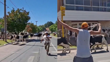 Córdoba: un camión volcó y 23 vacas quedaron sueltas en plena Ruta 38