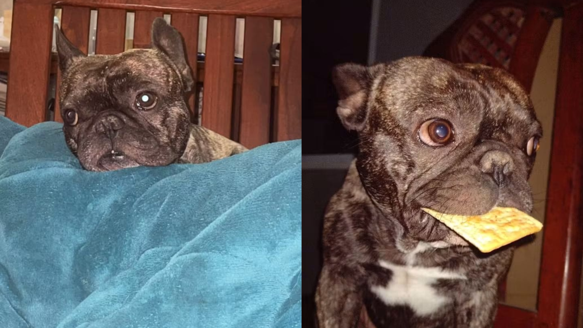 Desesperada búsqueda de “Napo” en el Villa del Carmen: ofrecen recompensa