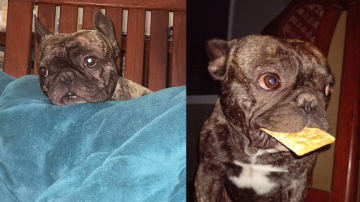 Desesperada búsqueda de “Napo” en el Villa del Carmen: ofrecen recompensa