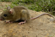 Alerta por un caso confirmado de hantavirus