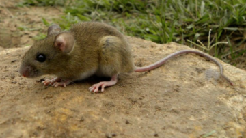 Alerta por un caso confirmado de hantavirus