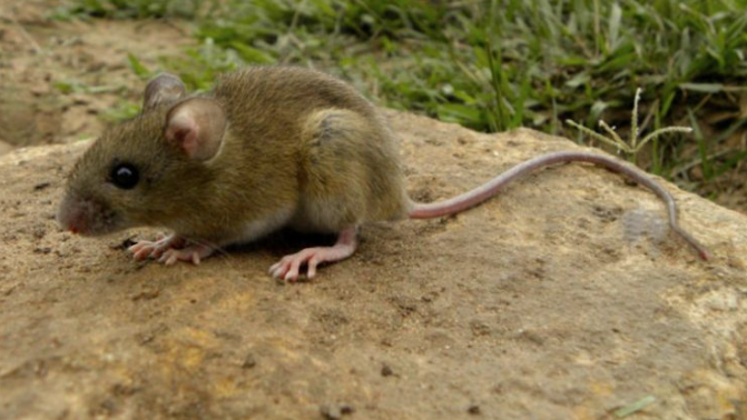Alerta por un caso confirmado de hantavirus