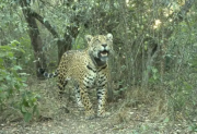 “Acaí”, la yaguareté liberada en el Chaco fue asesinada y peligra el proyecto de conservación de la especie