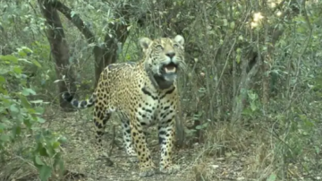 “Acaí”, la yaguareté liberada en el Chaco fue asesinada y peligra el proyecto de conservación de la especie