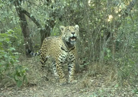 “Acaí”, la yaguareté liberada en el Chaco fue asesinada y peligra el proyecto de conservación de la especie