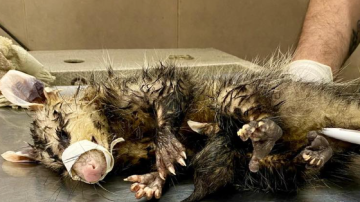 Rescataron a una comadreja bajo la lluvia: estaba con hipotermia, cubriendo a su cría