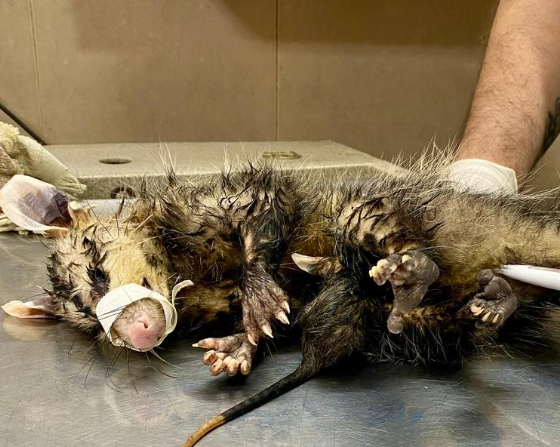 Rescataron a una comadreja bajo la lluvia: estaba con hipotermia, cubriendo a su cría