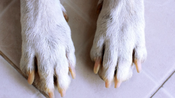 Denuncian que un hombre quemó un colchón y mató al perrito de su hermana tras un intento de agresión