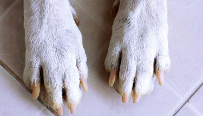 Denuncian que un hombre quemó un colchón y mató al perrito de su hermana tras un intento de agresión