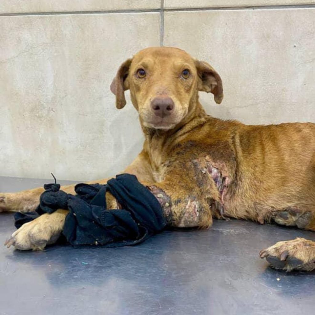 Rescate en Barrio Aeropuerto: Una cachorrita lucha por su vida y necesita ayuda
