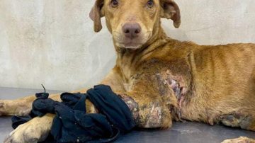 Rescate en Barrio Aeropuerto: Una cachorrita lucha por su vida y necesita ayuda