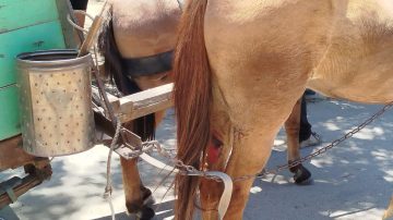 Indignante caso de maltrato animal en Las Termas: dos personas quedaron demoradas