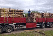 Ojo de Agua: Certificaban traslado de quebracho colorado a Río Negro, pero era itín
