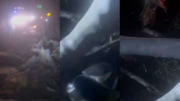 Una adolescente de 16 años falleció aplastada por una enorme rama cuando circulaba en moto con su novio