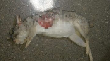 Un joven sufrió graves heridas tras chocar una vizcacha en la ruta 93