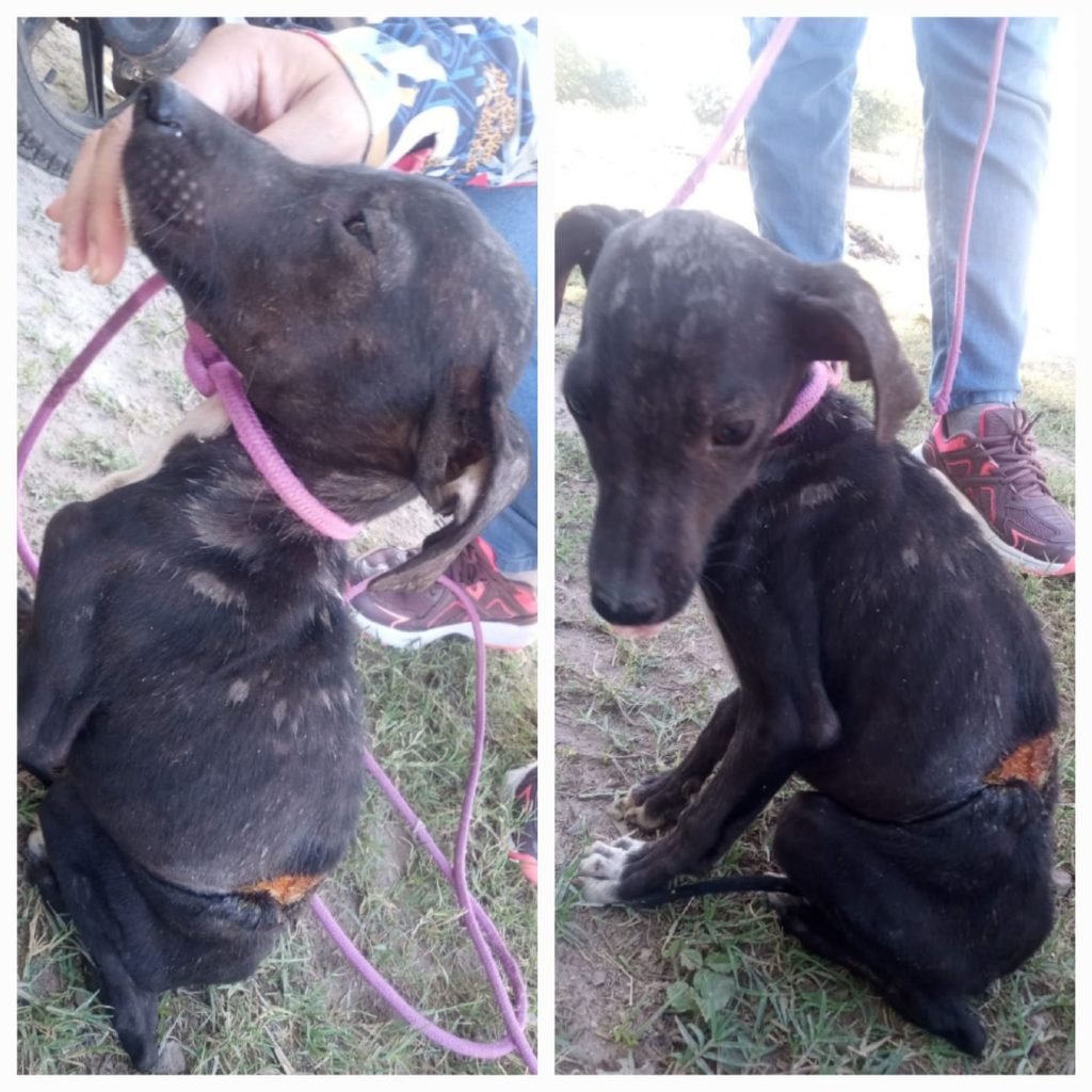 Piden adoptar a “Negrito”, un cachorro de 4 meses que fue despellejado