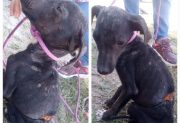 Piden adoptar a “Negrito”, un cachorro de 4 meses que fue despellejado