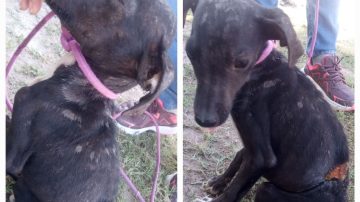 Piden adoptar a “Negrito”, un cachorro de 4 meses que fue despellejado