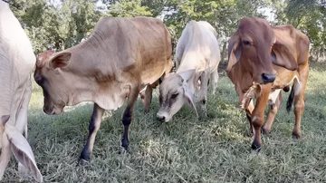 Departamento Copo: Cinco hombres fueron demorados en un control policial por abigeato