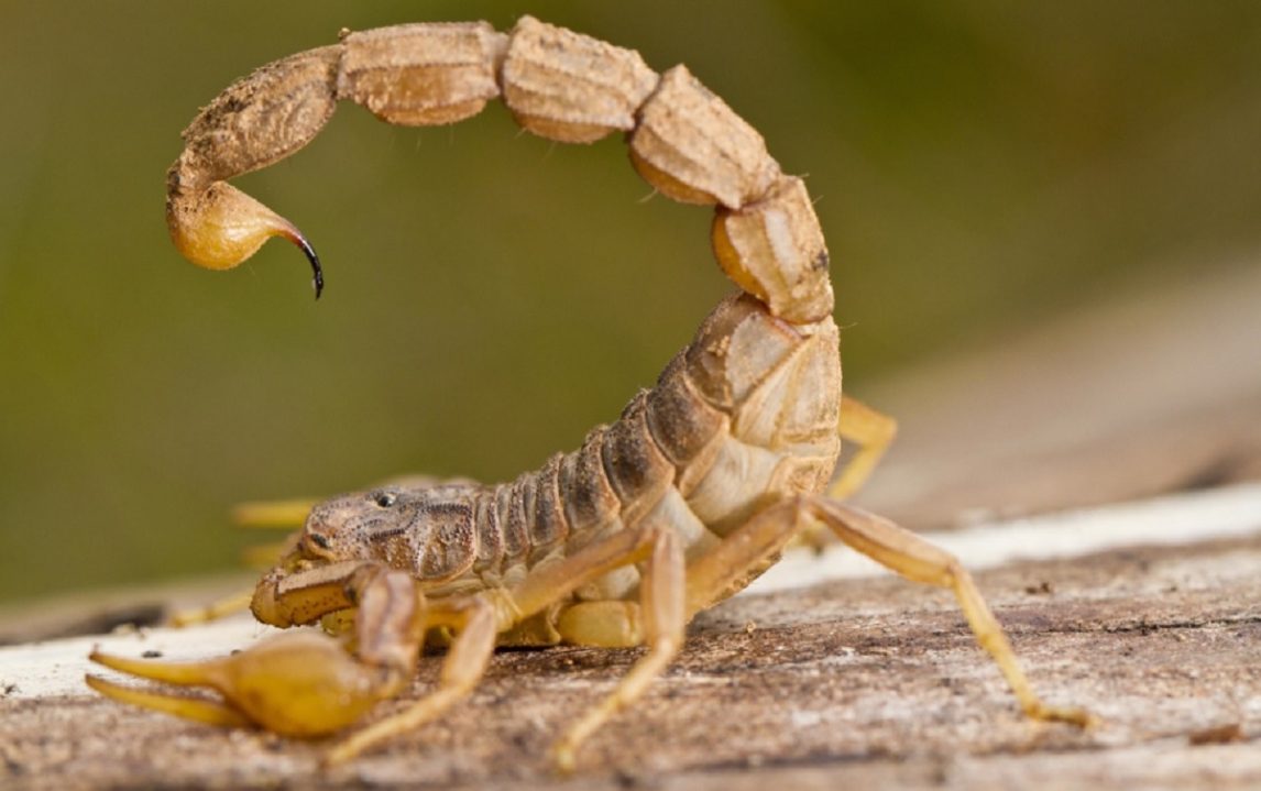 Nuevo miedo desbloqueado: se probaba una zapatilla en un local y lo picó un alacrán