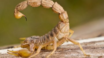 Nuevo miedo desbloqueado: se probaba una zapatilla en un local y lo picó un alacrán