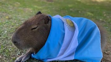 El triunfo de los carpinchos: Los habitantes de Nordelta deberán adaptarse a su hábitat