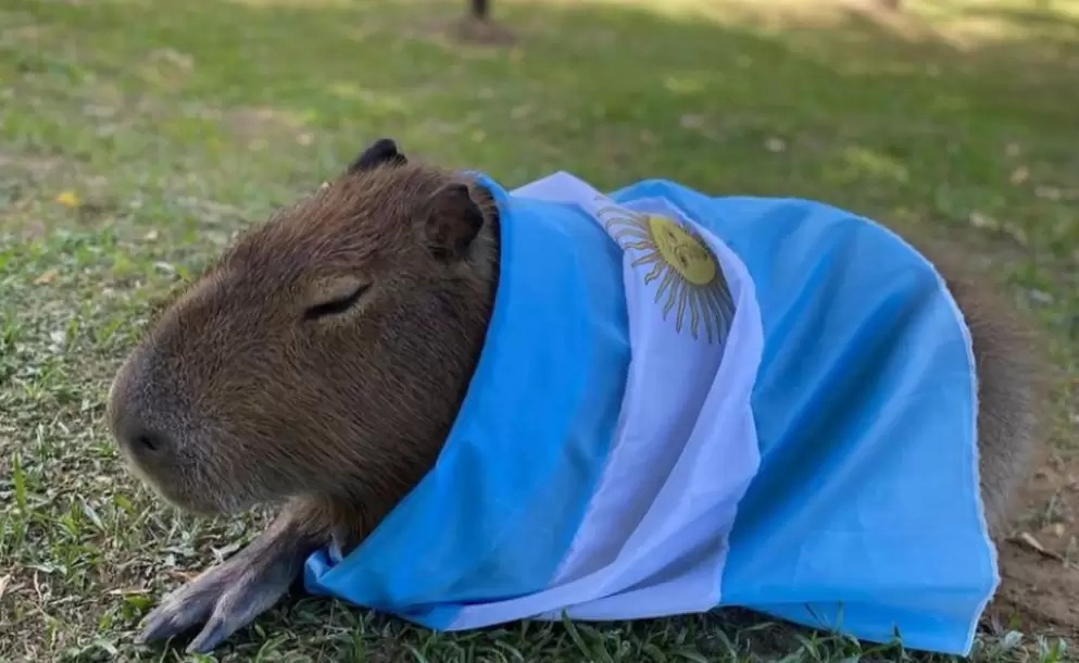El triunfo de los carpinchos: Los habitantes de Nordelta deberán adaptarse a su hábitat