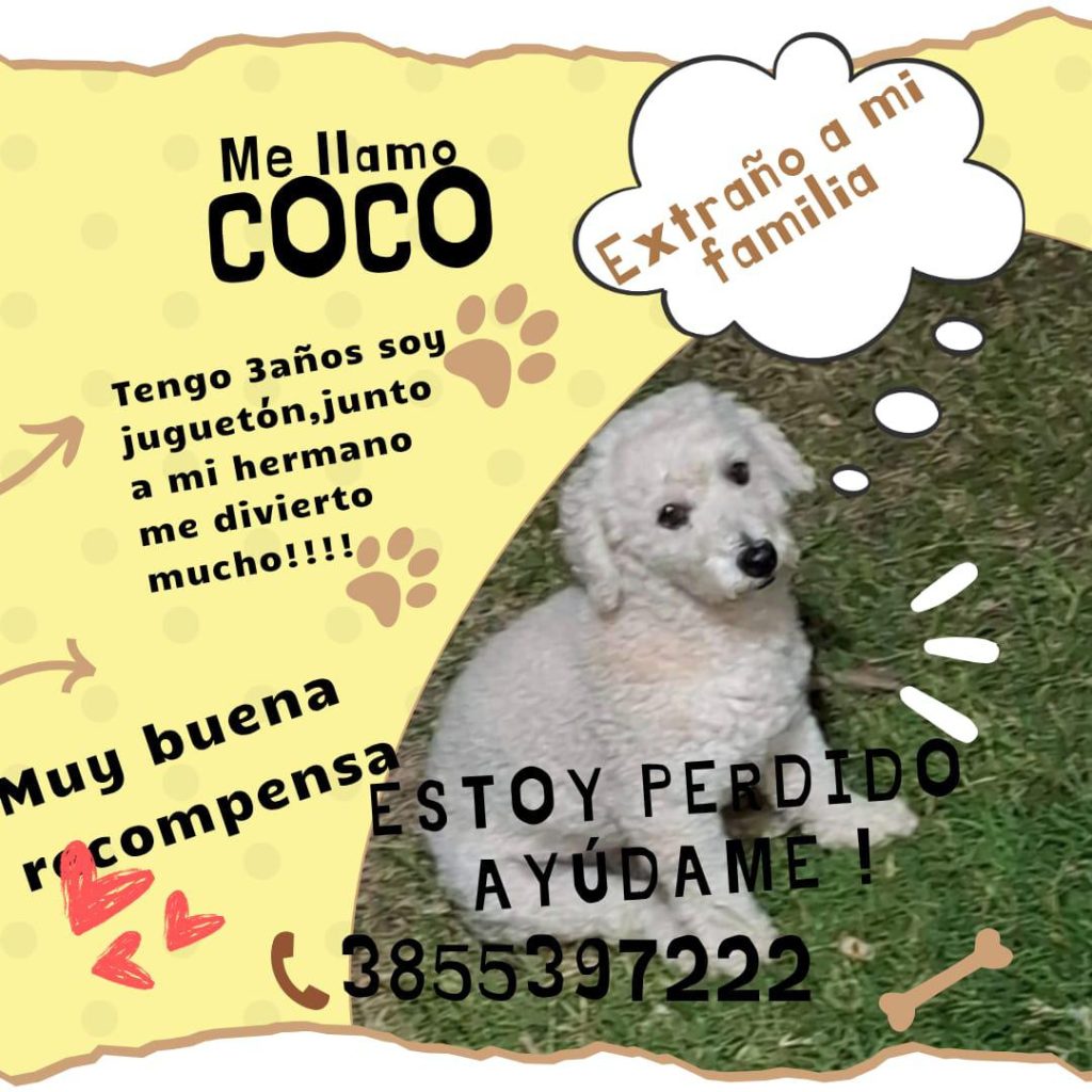 Buscan a “Coco”, un perrito perdido en el Barrio Los Flores