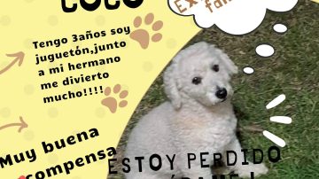 Buscan a “Coco”, un perrito perdido en el Barrio Los Flores