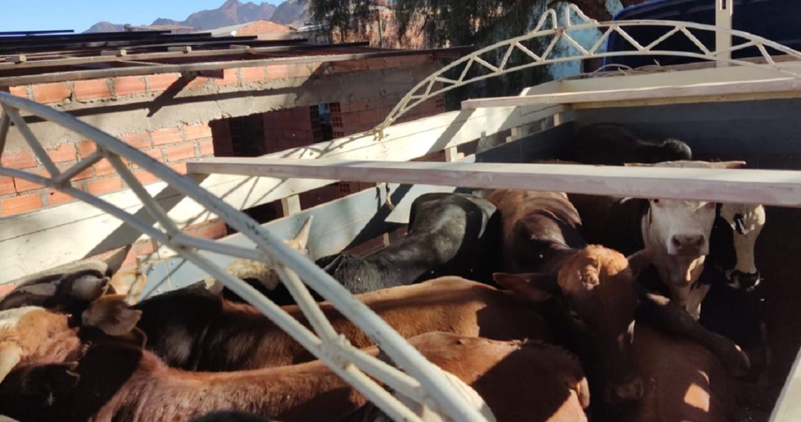 Detuvieron en Tintina a un “cuatrero” cordobés que había sustraído más de 400 vacunos valuados en 800 mil dólares