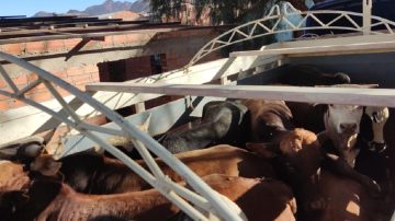 Detuvieron en Tintina a un “cuatrero” cordobés que había sustraído más de 400 vacunos valuados en 800 mil dólares