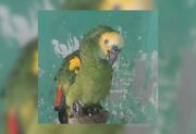 Diez días sin Aarón: buscan desesperadamente a un loro que vivía en el barrio San Fernando