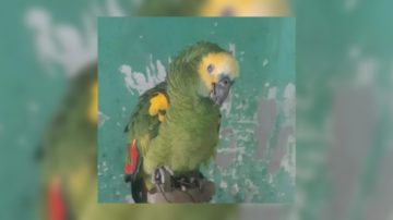 Diez días sin Aarón: buscan desesperadamente a un loro que vivía en el barrio San Fernando