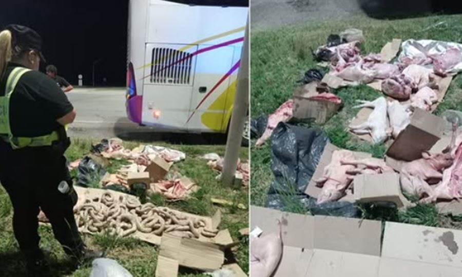 Secuestran embutidos, lechones y chivos de Santiago del Estero transportados en un colectivo rumbo a Buenos Aires