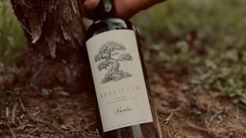 El vino argentino nació en Santiago del Estero: el reportaje de La Gaceta que rescata su origen y el “milagro” de producir en tierras ardientes