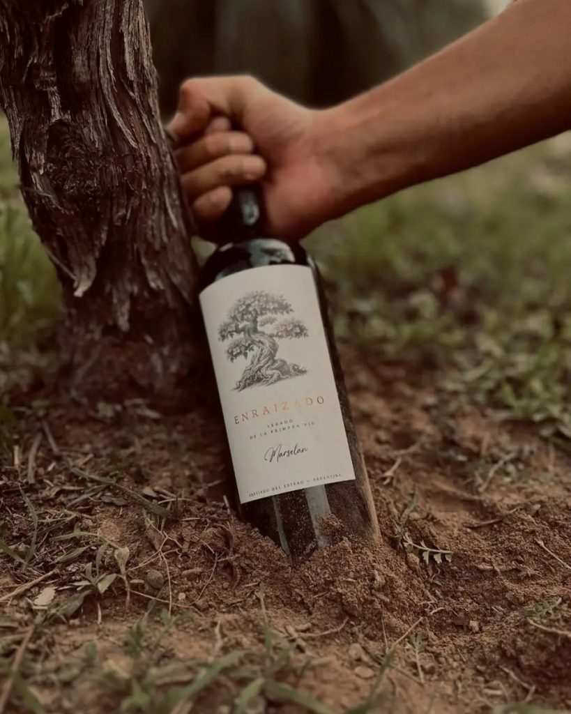 El vino argentino nació en Santiago del Estero: el reportaje de La Gaceta que rescata su origen y el “milagro” de producir en tierras ardientes