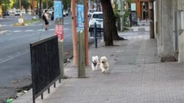 Polémica y conmoción en redes por la muerte de dos caniches en el centro de Santiago