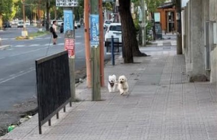Polémica y conmoción en redes por la muerte de dos caniches en el centro de Santiago