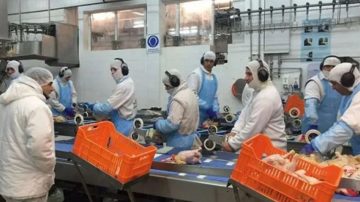 Preocupa la situación de la mayor productora de pollos del país, miles de empleos en riesgo