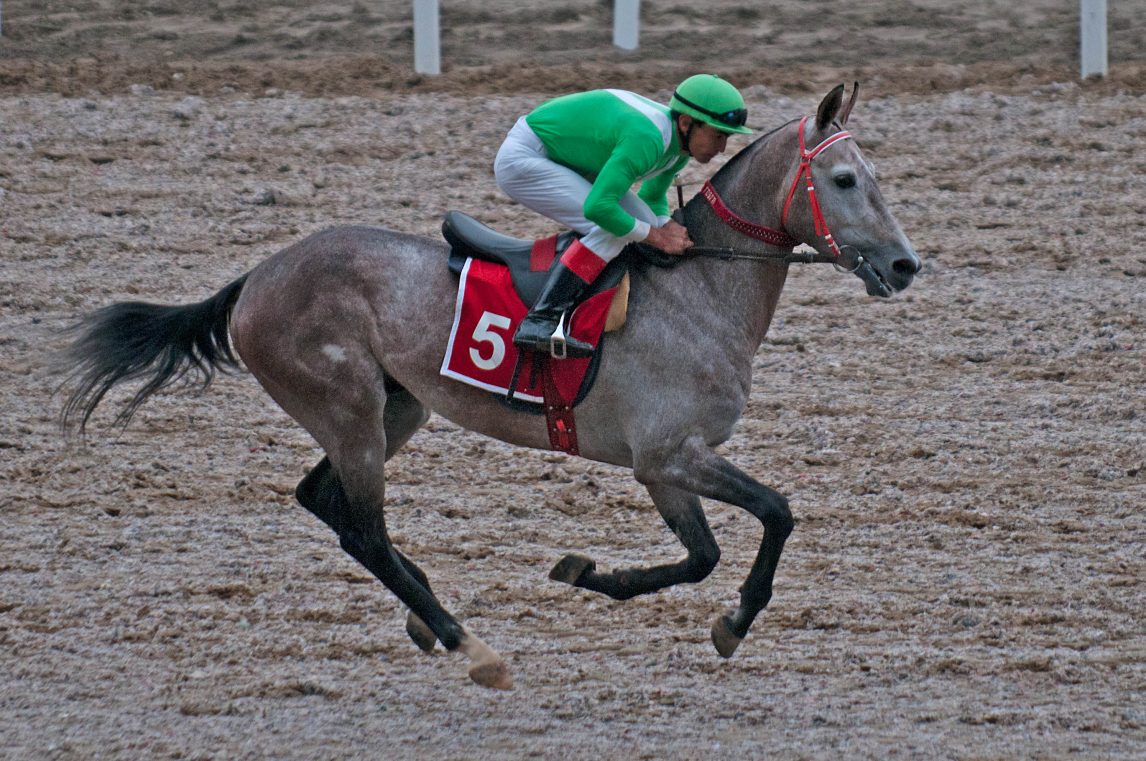 Jockey terminó en el hospital, luego de que el equino al que entrenaba lo volteara