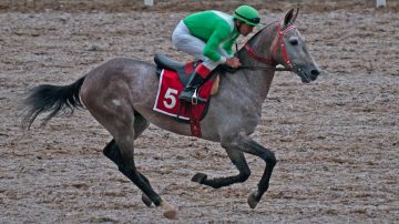 Jockey terminó en el hospital, luego de que el equino al que entrenaba lo volteara
