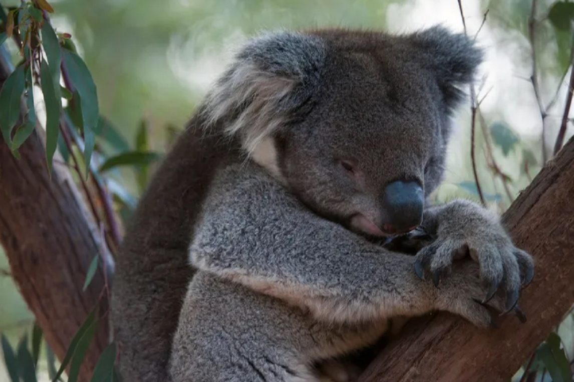 Los koalas prefieren dormir antes que sufrir por un corazón roto