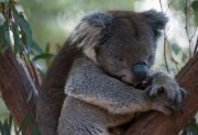 Los koalas prefieren dormir antes que sufrir por un corazón roto