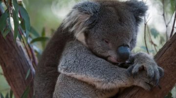 Los koalas prefieren dormir antes que sufrir por un corazón roto
